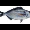 ollomol